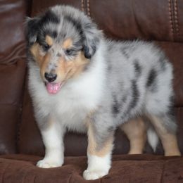 Shea’s blue Merle - Black white and tan male Collie puppy in Danville, Pennsylvania from Brookwood Collies, Smooth & Rough