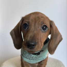 Oswald - Brindle male Dachshund puppy in Royse City, Texas from Truehearted Miniature Dachshunds