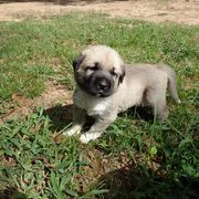 Kangal Puppies from DASA Ridge Kangals