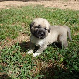 Kangal Puppies from DASA Ridge Kangals