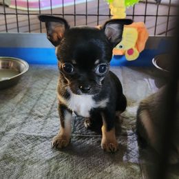 Chihuahua Puppies from OutLaw Chihuahua's