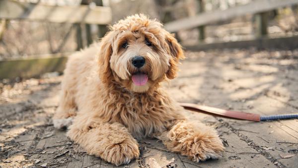 Find Double Doodle puppies for sale near Woodland Hills, CA