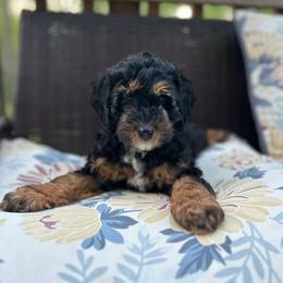 Rocky - Tri-color male Bernedoodle puppy in Statesville, North Carolina from Loves legacy Doodles