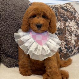 SKYE - Red  female Goldendoodle puppy in Anaheim, California from Cuddle Bear Doodles
