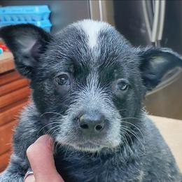 Full mask n - Blue speckled female Australian Cattle Dog puppy in Lenoir, North Carolina from Blue Coyote Ranch