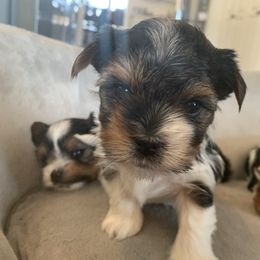 Biewer Terrier Puppies from Biewer Terrriers of Stone Creek