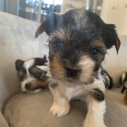 Biewer Terrier Puppies from Biewer Terrriers of Stone Creek