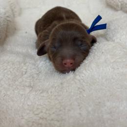 Pumpkin - Chocolate and tan male Dachshund puppy in Murrieta, California from Dash of Love
