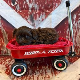 Belle - Chocolate female Shih Tzu puppy in Success, Missouri from Sweet Success