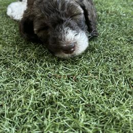 Poodle Puppies from Lollipop R Poodles