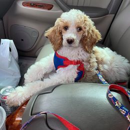 Poodle Puppies from Taylor's Standard Poodles