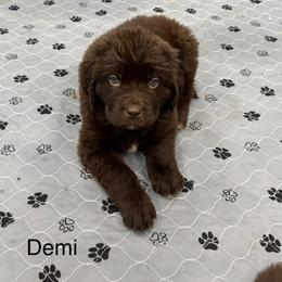 Demi - Brown female Newfoundland puppy in Goodhue, Minnesota from Claypits Newfoundlands