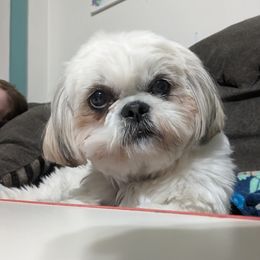 Sadie - Shih Tzu