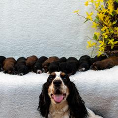 Goldendoodle and Springerdoodle Puppies from Springerdoodles Plus AZ