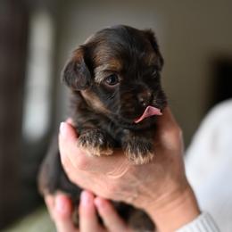 Havanese Puppies from Havana Suites Havanese