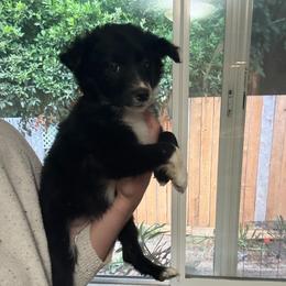 Spider Women (Black collar) - Black and white female Border Collie puppy in Grapeview, Washington from Athena’s Collies