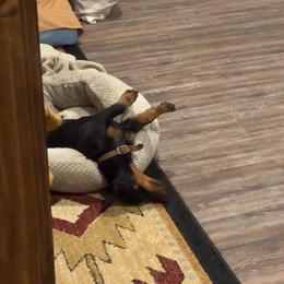 American Hunt Terrier and German Shepherd All Grown Up from Bayou Valley Shepherds and American Hunt Terriers