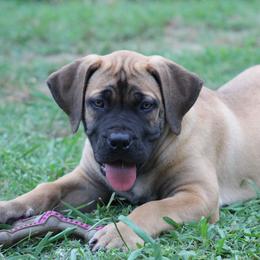 Rosey (Red) - Brown female Boerboel puppy in Shawnee, Oklahoma from TXT Boerboels