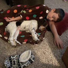 English Springer Spaniel Puppies from RoseMarie James Springer Spaniels