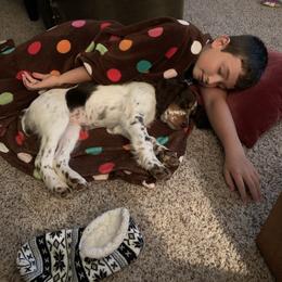 English Springer Spaniel Puppies from RoseMarie James Springer Spaniels