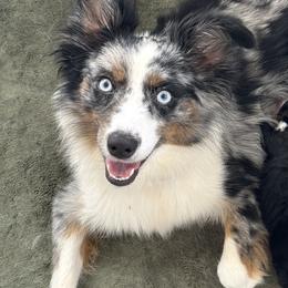 Toy Australian Shepherds from Liana’s Toy Aussies