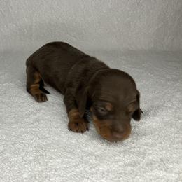 Fred - Chocolate and tan male Dachshund puppy in Mocksville, North Carolina from The Dachs of Hazzard Dachshunds