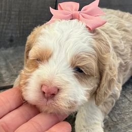Cockapoo and Poodle Puppies from DoodleForever