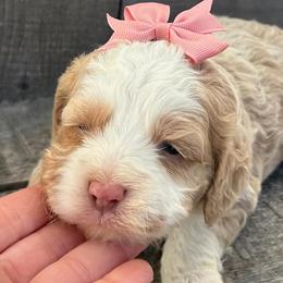 Cockapoo and Poodle Puppies from DoodleForever