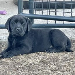 Labrador Retriever Puppies from Sula Peak Water Dogs LLC