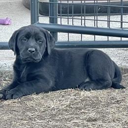 Labrador Retriever Puppies from Sula Peak Water Dogs LLC
