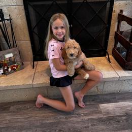 Female 2 General litter no individual photos yet - Cream female Goldendoodle puppy in Austin, Texas from Central Texas Doodles