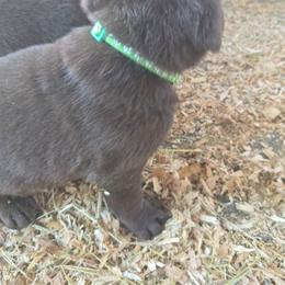 Green - Chocolate male Labrador Retriever puppy in Astoria, Oregon from Tahoma Sunrise