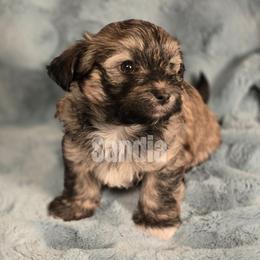 Boy 3 - male Havanese puppy in Sandy, Utah from Sandia