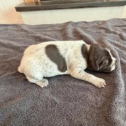 Girl 1 - Brown and gray female Wirehaired Pointing Griffon puppy in Shelley, Idaho from Western Gundogs