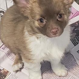 Tim Tim - Chocolate and white male Chihuahua puppy in Nc, Florida from Brusseluv2
