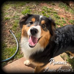 Australian Shepherd and Pembroke Welsh Corgi Puppies from Lewis Aussie’s & Corgi’s