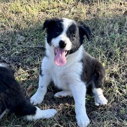 Cash - ABCA Reg. - Black and white male Border Collie puppy in Shawnee, Oklahoma from Cross K Working Collies - Pure Bred Border Collies