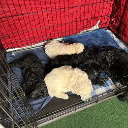Poodle Puppies from Tyler Family Poodles