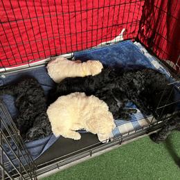 Poodle Puppies from Tyler Family Poodles