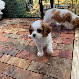 Cavalier King Charles Spaniel Puppies from Austin Cavaliers