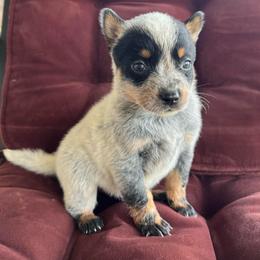 Girl 1 - Blue female Australian Cattle Dog puppy in Irvington, Kentucky from Dry Valley’s Australian Cattle Dogs