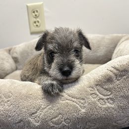 Lola - Salt and pepper female Miniature Schnauzer puppy in Lynchburg, Missouri from Copper Rose Farm