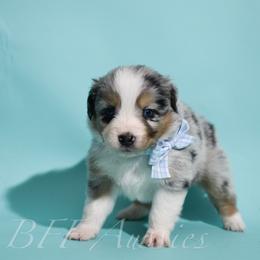 Flint - Blue merle male Australian Shepherd puppy in Placerville, California from BFF Aussies