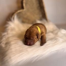 Bayou - Yellow male Labrador Retriever puppy in Rocky Top, Tennessee from Rocky Top Retrievers