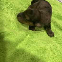 Brindle girl - Brindle female Dachshund puppy in Proctor, Montana from Blue Star Dachshunds