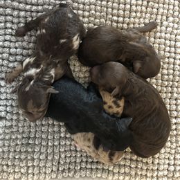 Aussiedoodle Puppies from Little Wonders Aussiedoodles