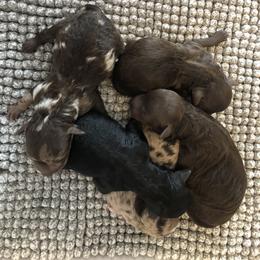 Aussiedoodle Puppies from Little Wonders Aussiedoodles
