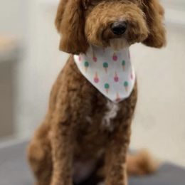 Goldendoodle and Labradoodle Puppies from Blessing Labradoodles, Goldendoodles, standard and mini’s