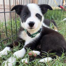 Boone - Dr Green - Black and white male Border Collie puppy in Shawnee, Oklahoma from Cross K Working Collies - Pure Bred Border Collies