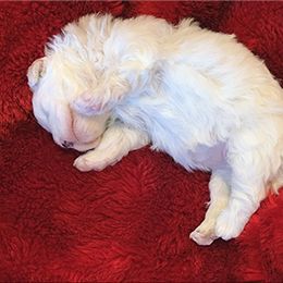 Coton de Tulear Puppies from Windy City Coton